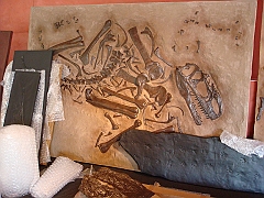 010 Cranbrook Institute of Science [2008 Jan 02]